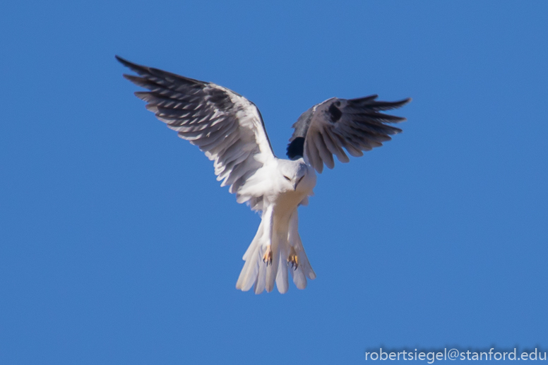 White-tailed kite